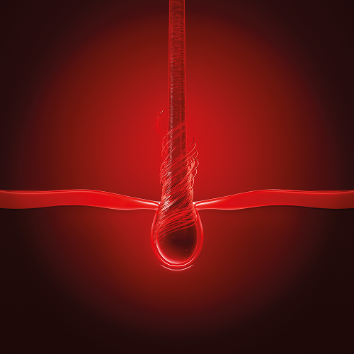 Ilustração tridimensional destacando a ancoragem do folículo piloso na matriz de colágeno do couro cabeludo.